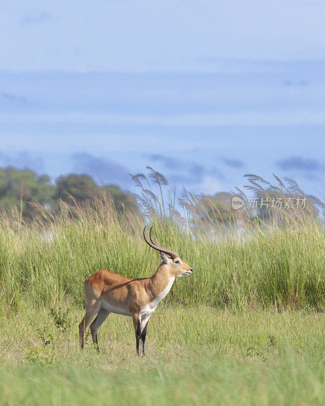 Male Red Lechwe， Kobus leche， Chobe NP， 博茨瓦纳